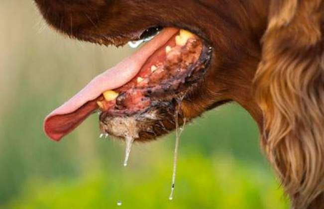 رے-بیز(Rabies)۔پاگل-کتے-کا-کاٹنا