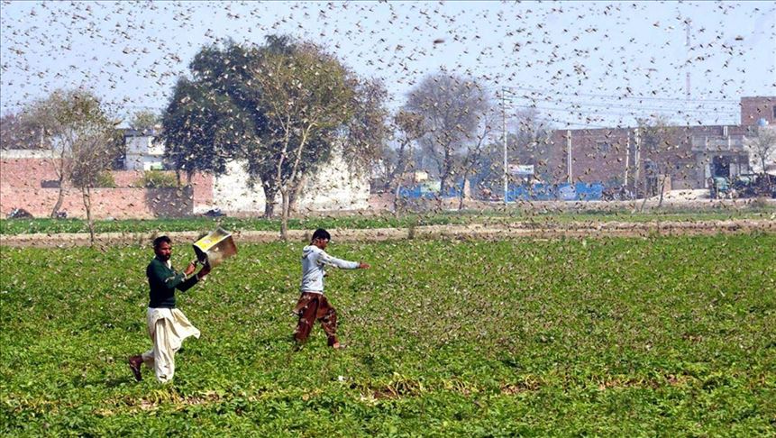 ٹڈی-دل-کورونا-وائرس-سے-100-گنا-زیادہ-خطرناک-ہو-سکتا-ہے