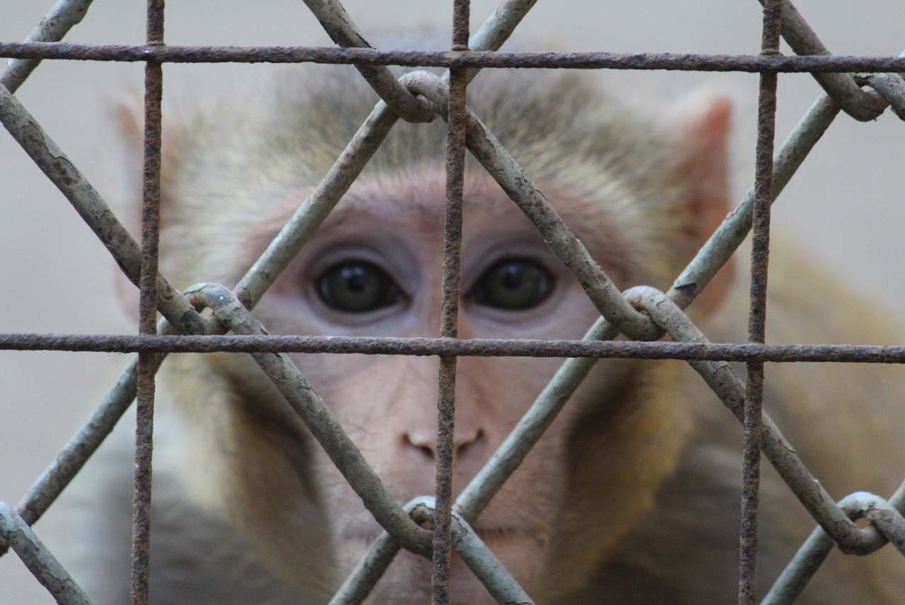 animal-abusers-are-getting-off-easy