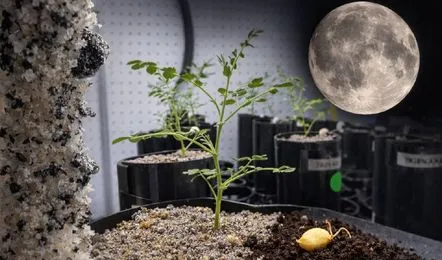 chickpeas-thrive-in-moon-soil-in-scientific-experiment