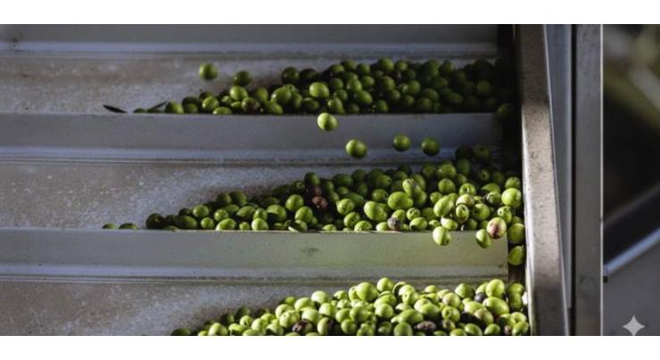 pakistan-strengthens-olive-sector-through-advanced-molecular-science-global-collaboration