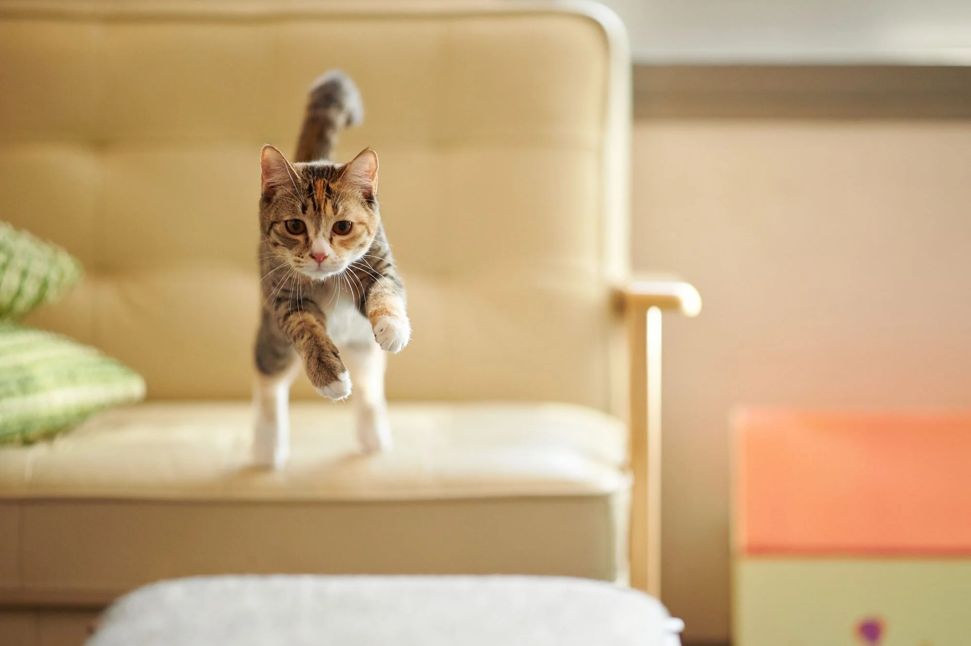 scientists-uncover-how-cats-always-land-on-their-feet