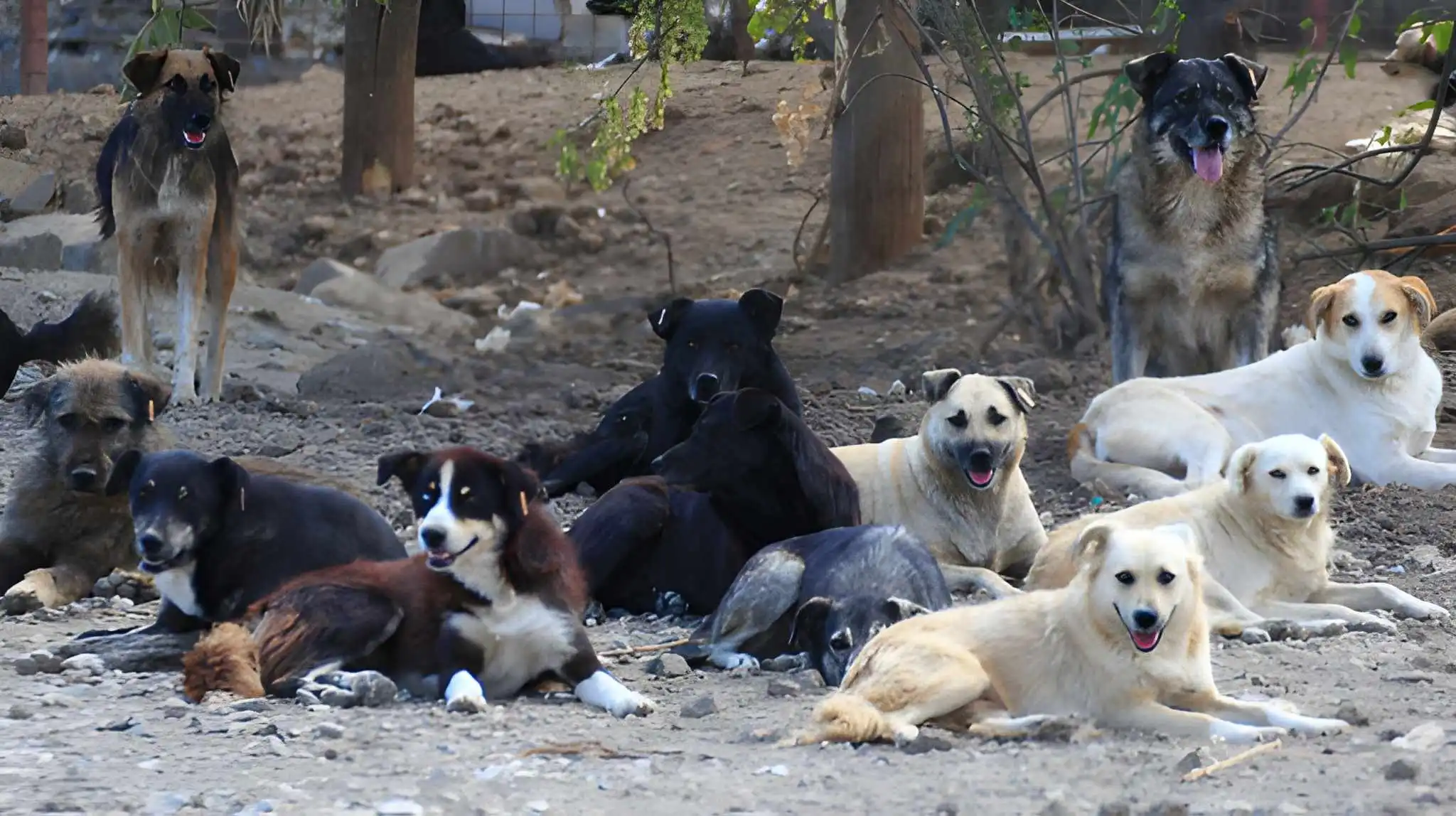 لودھراں-کتوں-کے-کاٹنے-سے-کمسن-بچی-زندگی-کی-بازی-ہار-گئی