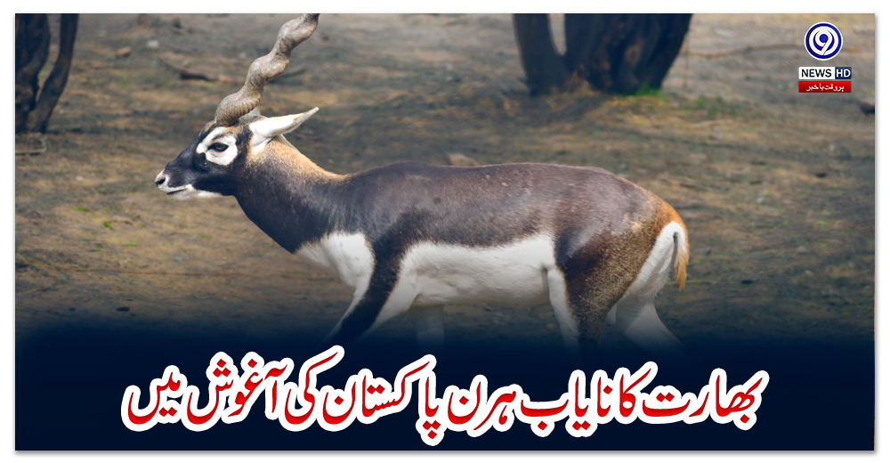 بھارت-کا-نایاب-ہرن-پاکستان-کی-آغوش-میں