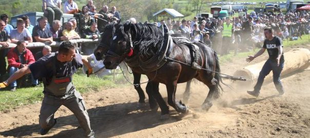 thousands-cheer-on-horses-in-bosnia-log-towing-contest