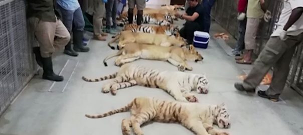 uae-gifts-18-precious-lions-to-pakistan