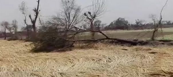 incessant-rain-hailstorm-destroy-crops-in-punjab