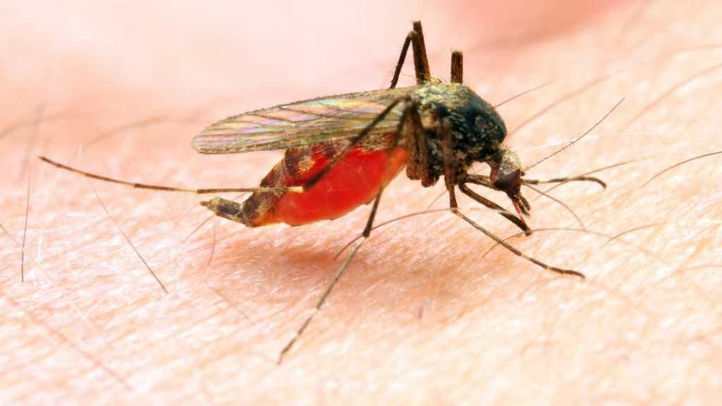 climate-change-could-increase-the-risk-of-malaria-in-colder-areas