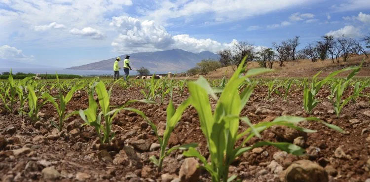 monsanto-pleads-guilty-to-using-banned-pesticide-on-research-crop