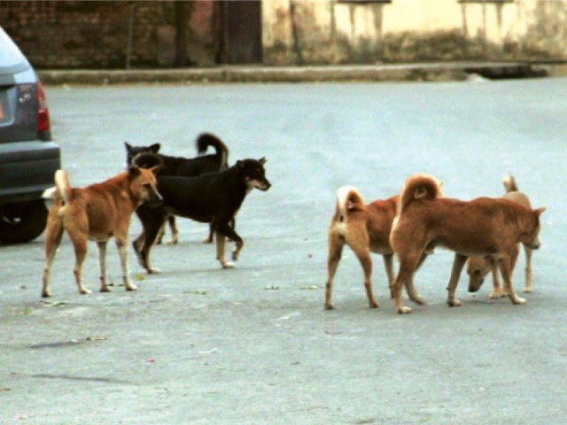 minor-boy-mauled-by-six-dogs-fights-for-life-at-nich