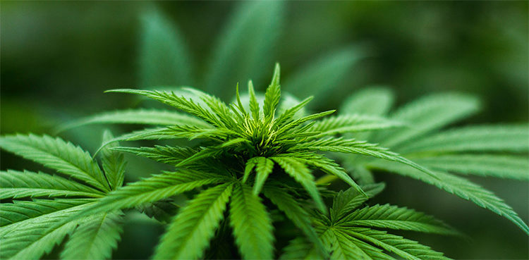 cannabis-tied-to-severe-heart-attack-risk