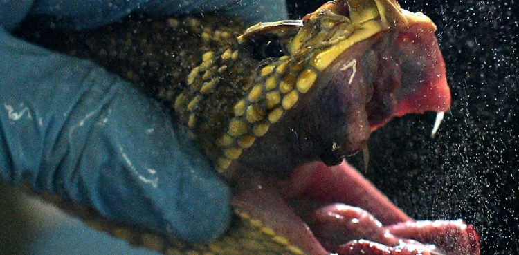 brazil-milks-deadly-snakes-for-their-life-saving-venom