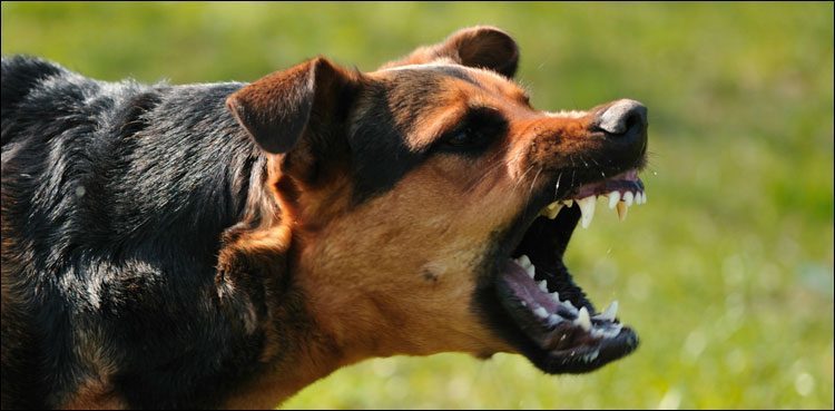 two-more-fall-victim-to-dog-bite-in-nawabshah