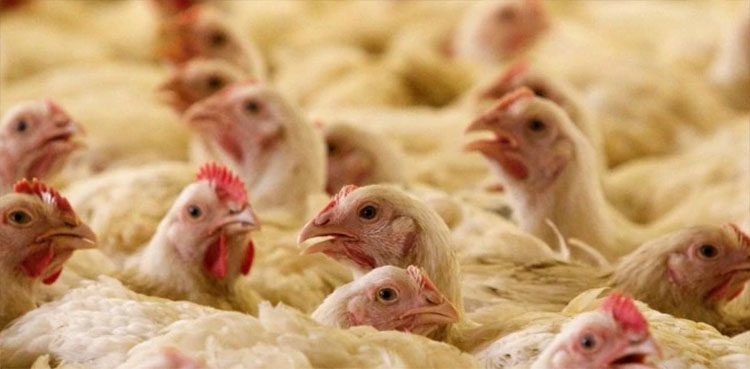 the-uk-reports-bird-flu-for-the-first-time-since-2017
