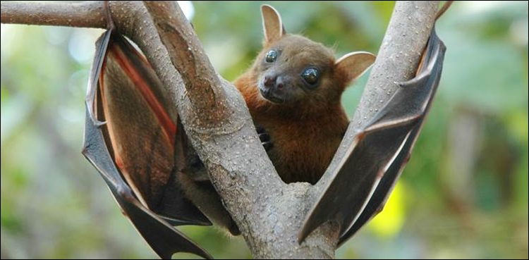 health-experts-warn-of-the-emerging-threat-of-nipah-virus