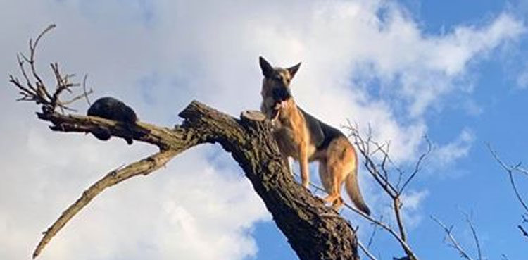 german-shepherd-gets-stuck-in-a-tree-after-chasing-the-cat