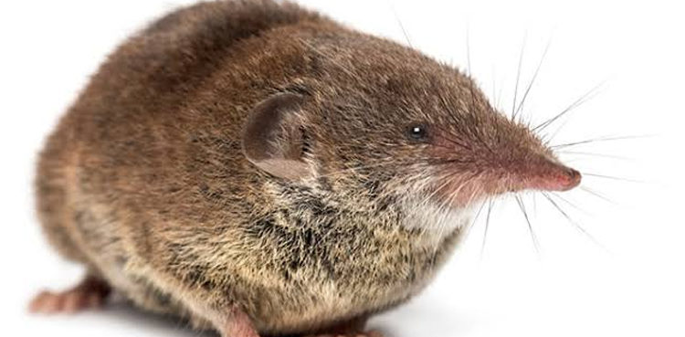 eight-deaths-blamed-on-shrew-borne-disease