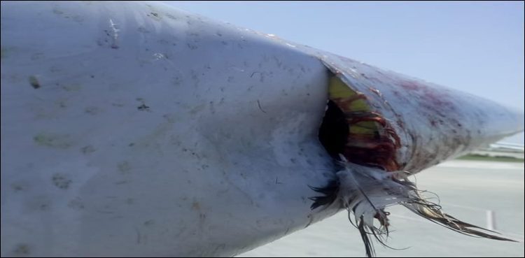 karachi-bound-pia-flight-hit-by-bird