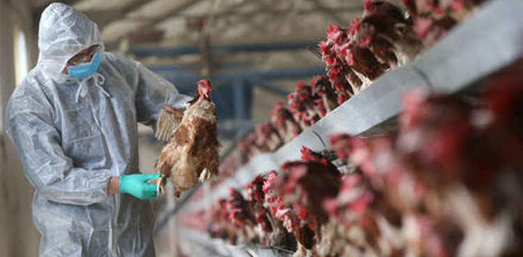 the-second-case-of-h5n8-bird-flu-found-in-hungary-in-a-week